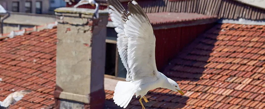 Residential Chimney Animal Removal Solution in Oakville, ON